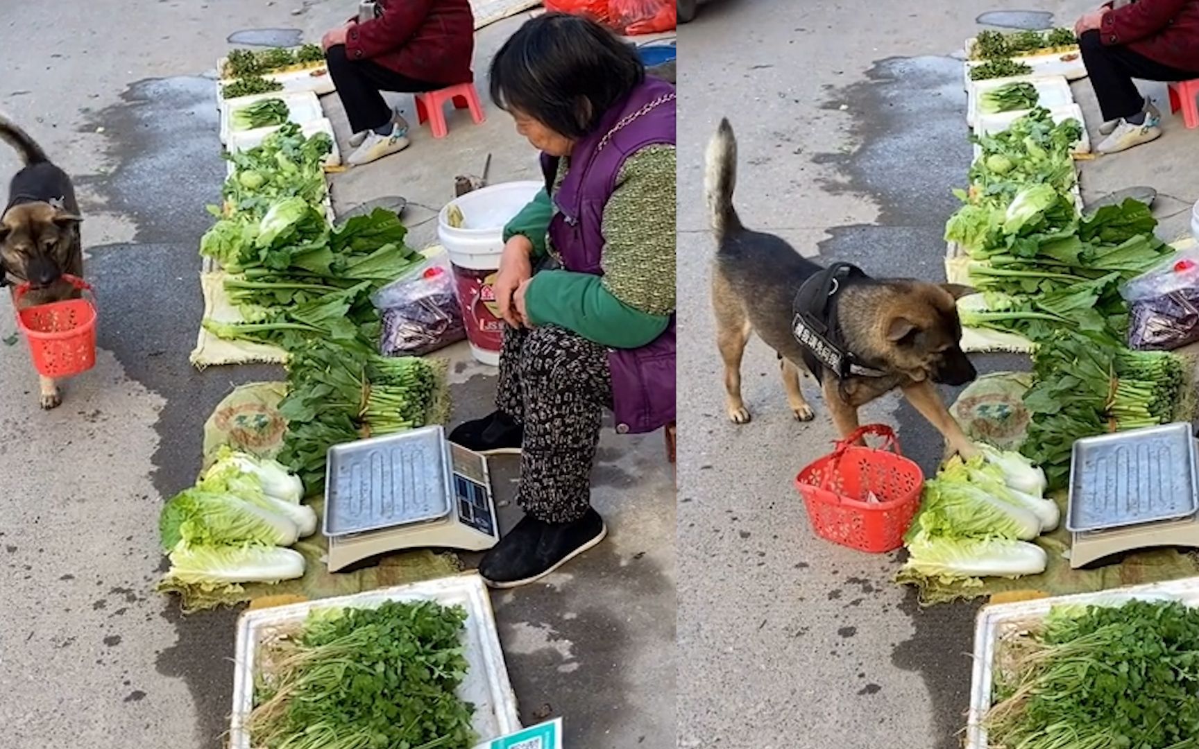 狗狗叼着菜篮去集市上买菜,上手挑菜有模有样:就差开口讲价了