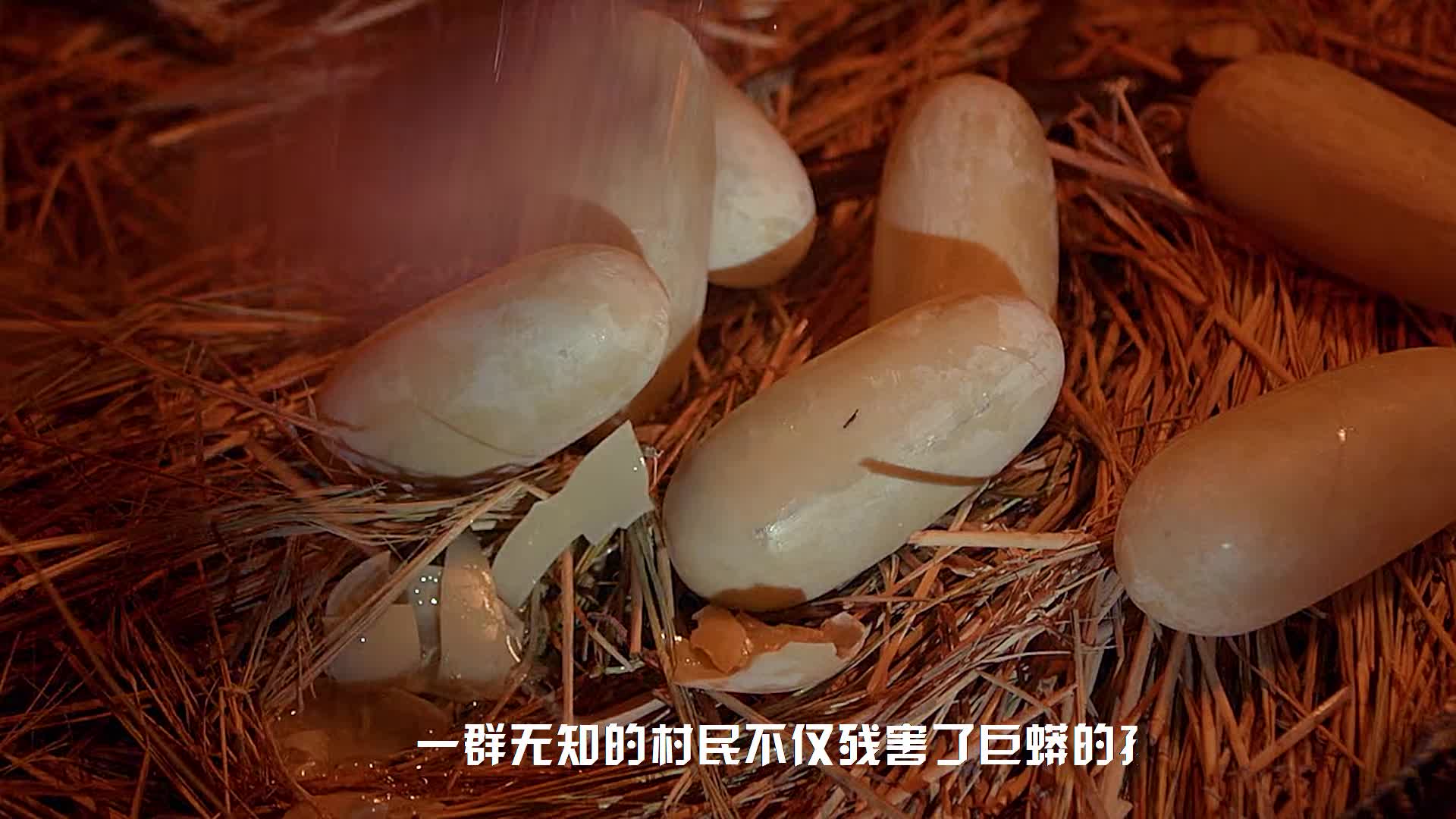 [图]有灵性的动物千万不要惹 #大蛇王 第2集