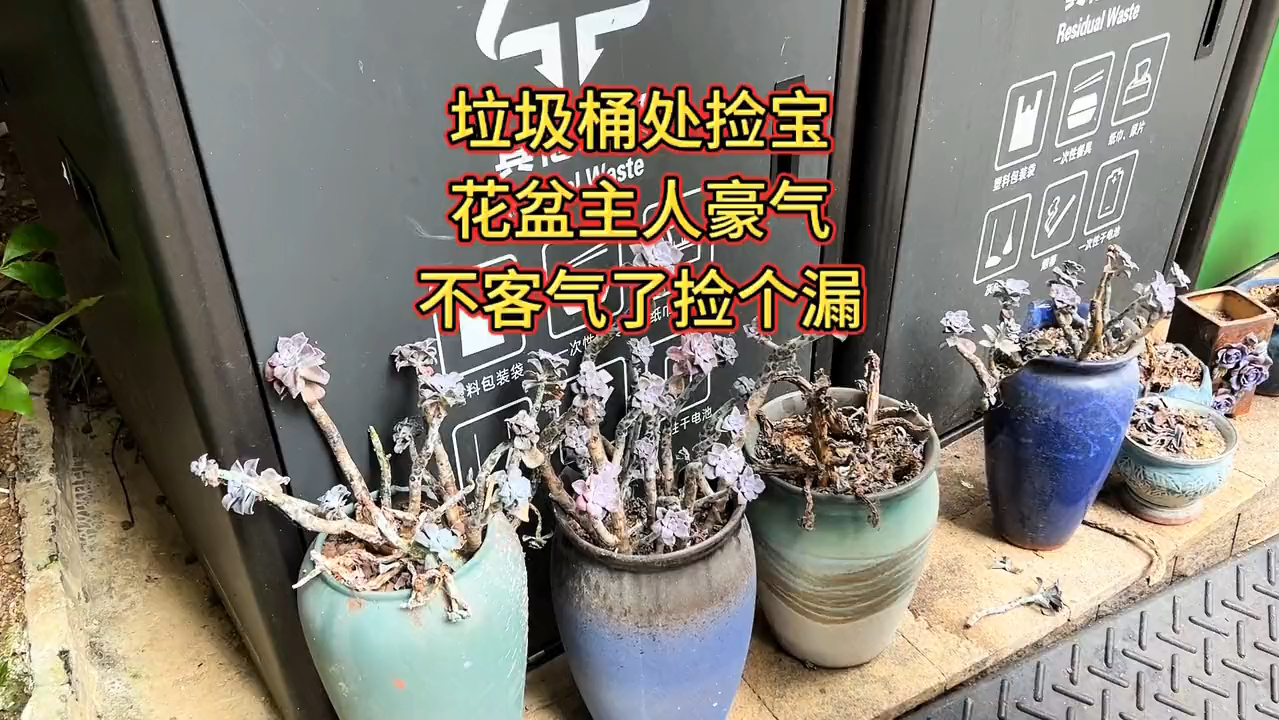 这样漂亮的花盆,你们看到了会捡吗,我们俩想都没想火速行动了#种花 #多肉花盆 #小院改造进行中哔哩哔哩bilibili