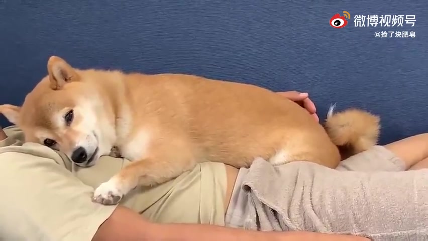 趴在主人身上睡觉的小柴犬,不小心醒来了,但是还舍不得走怎么办呢.