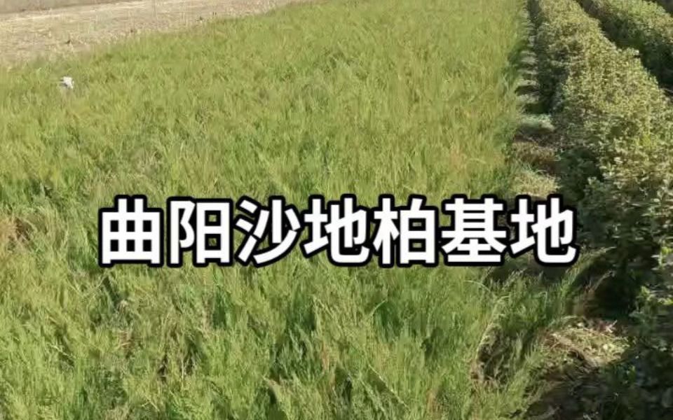 曲阳沙地柏基地—营养杯3060公分哔哩哔哩bilibili