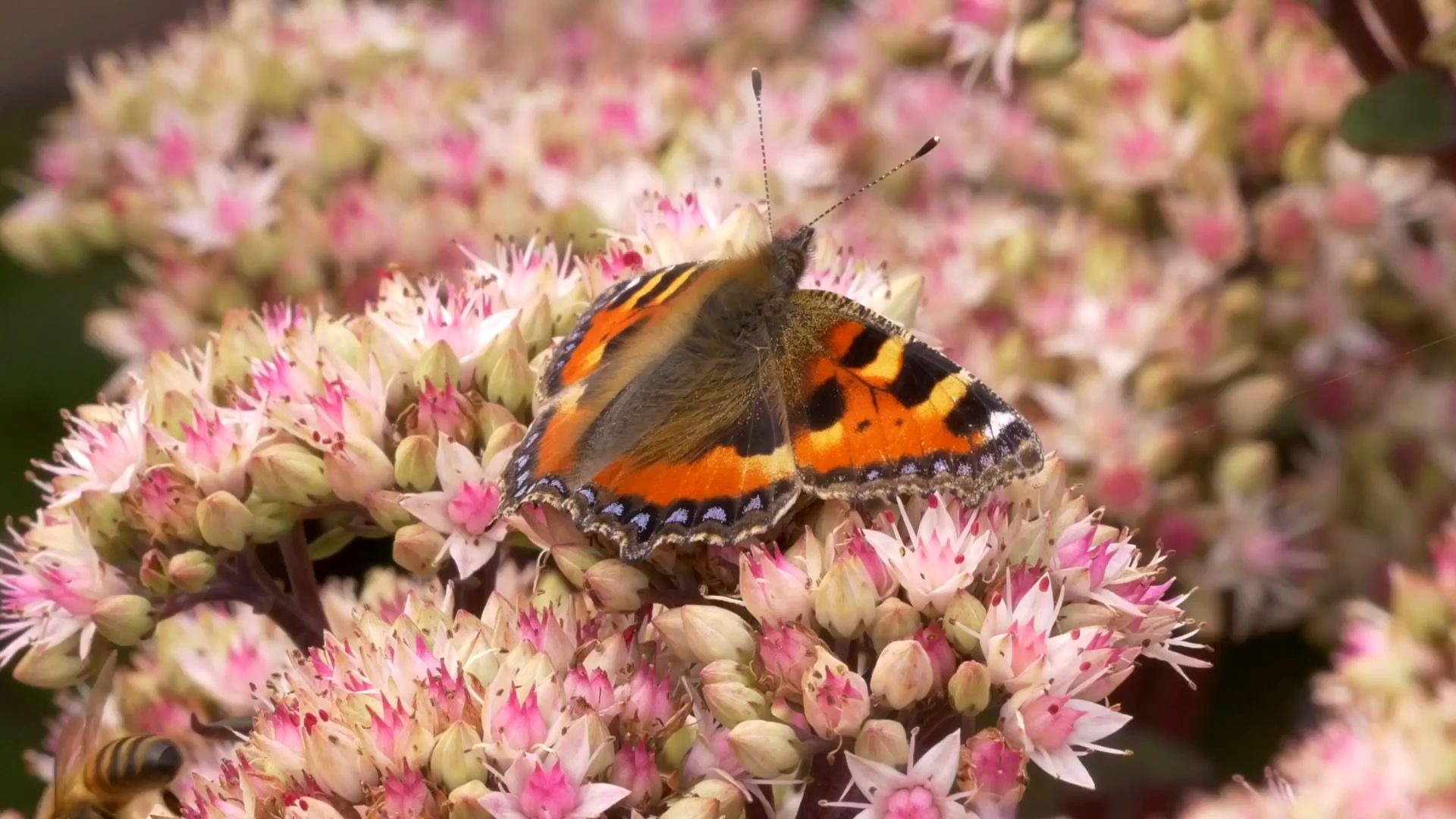a8322k超高清画质蜜蜂采蜜花朵花蝴蝶飞舞蝶恋花鲜花盛开春天春意盎然
