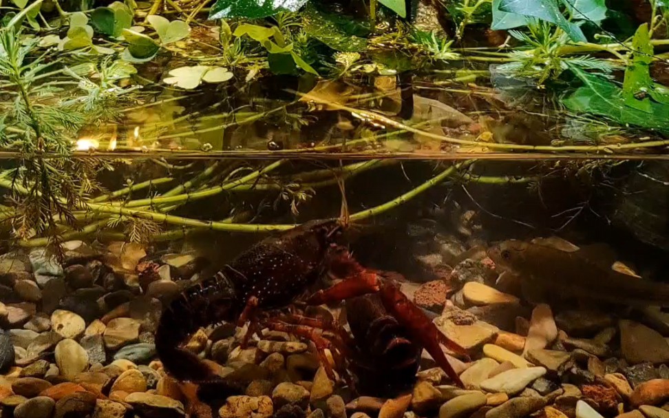 小龙虾的鱼缸生活
