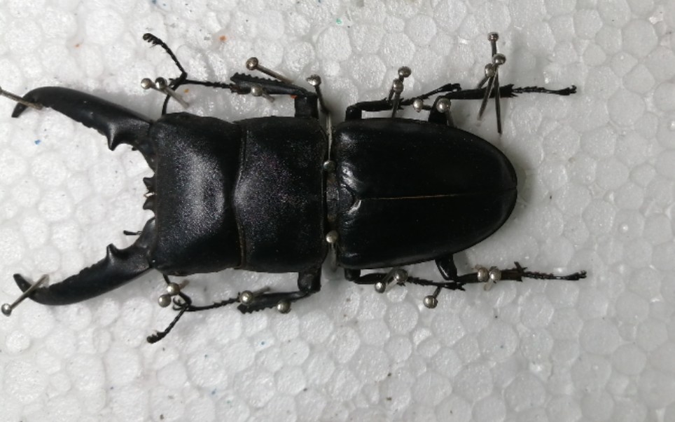 【昆虫标本】中华扁锹标本制作