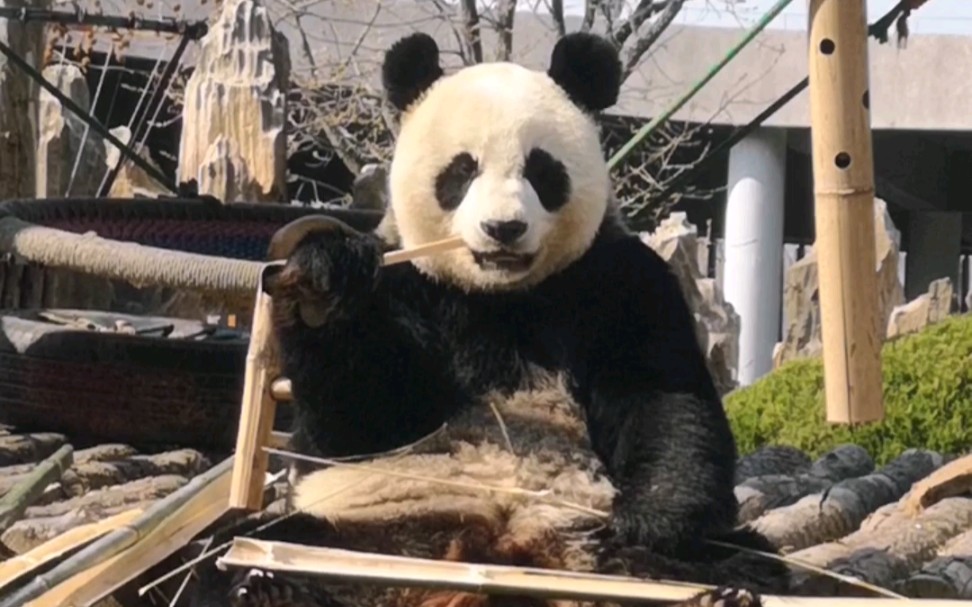 【大熊猫妙音】小丫头表现不错