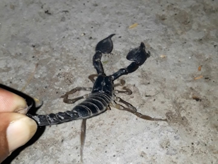 巴基斯坦amigo徒手抓黄脚蝎子