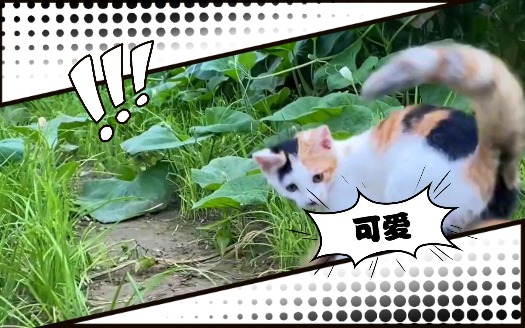 萌宠大作战,淘气的小猫咪