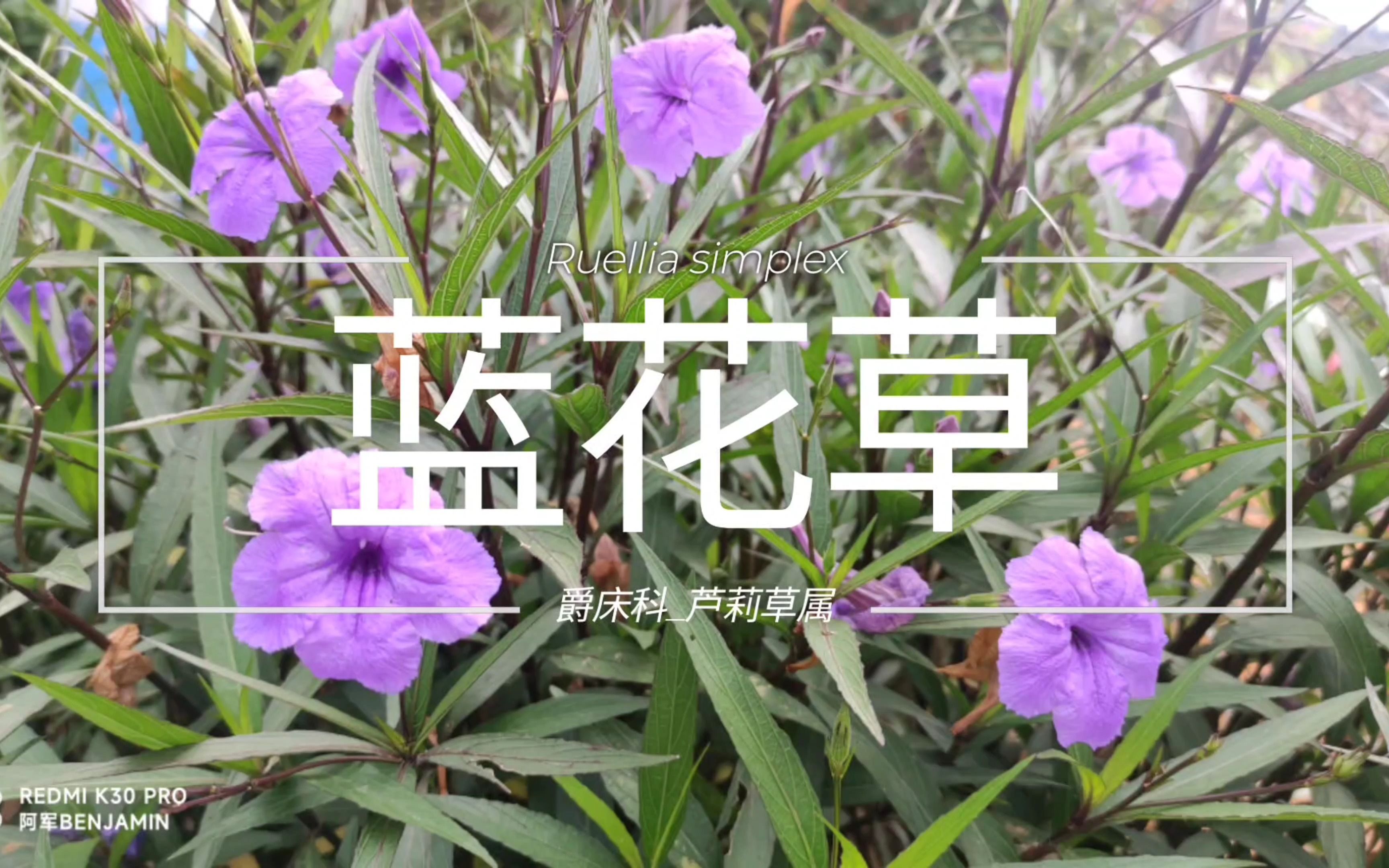 【植物笔记】蓝花草哔哩哔哩bilibili