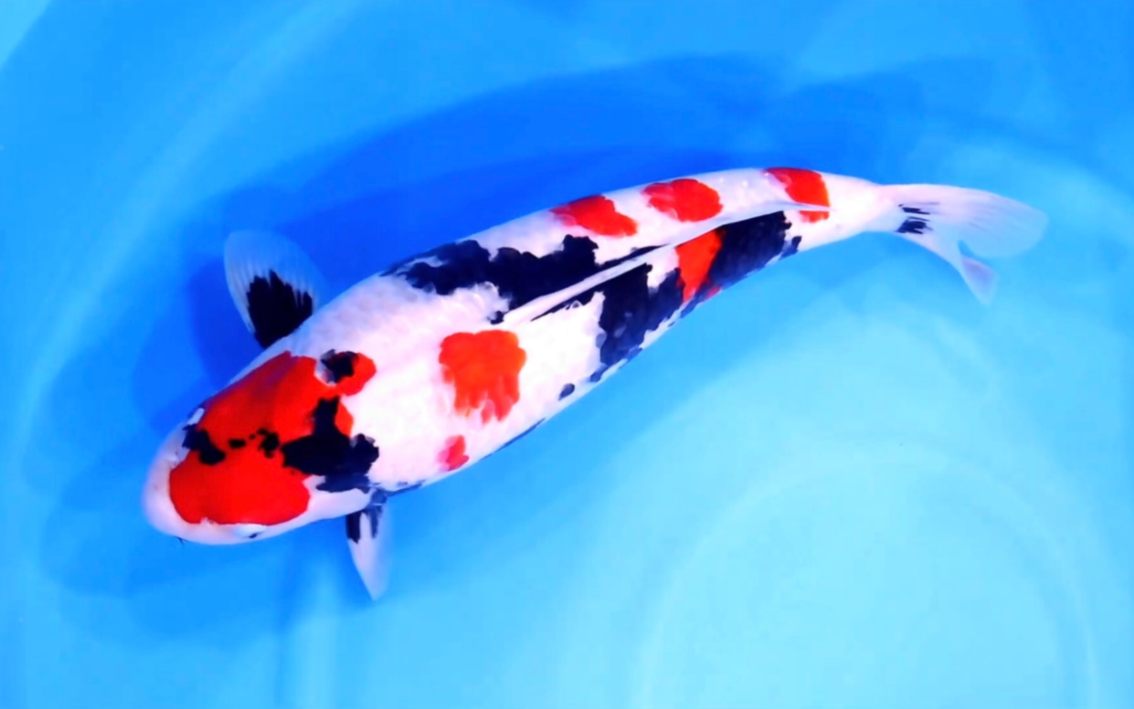 大日昭和三色锦鲤,雌两岁五十七公分观赏鱼.