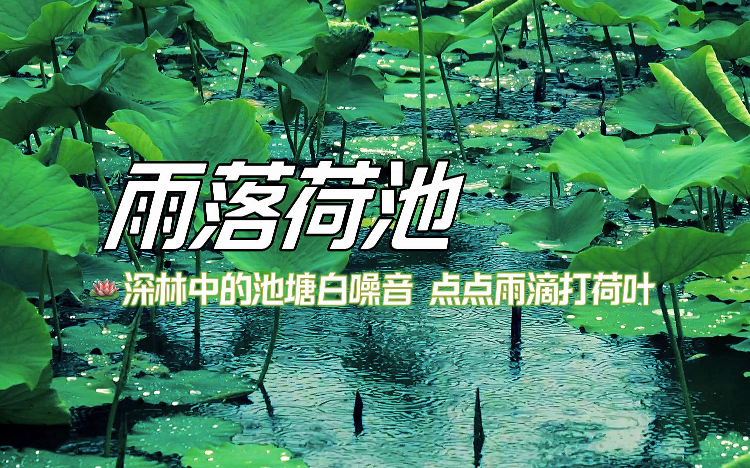 [图]雨滴落在荷花池中 | 自然音 | 白噪音 | 下雨声 | 助眠 | 氛围音 | 失眠必听