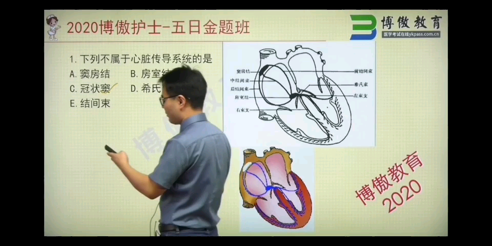 心脏传导系统全讲解#护考#哔哩哔哩bilibili