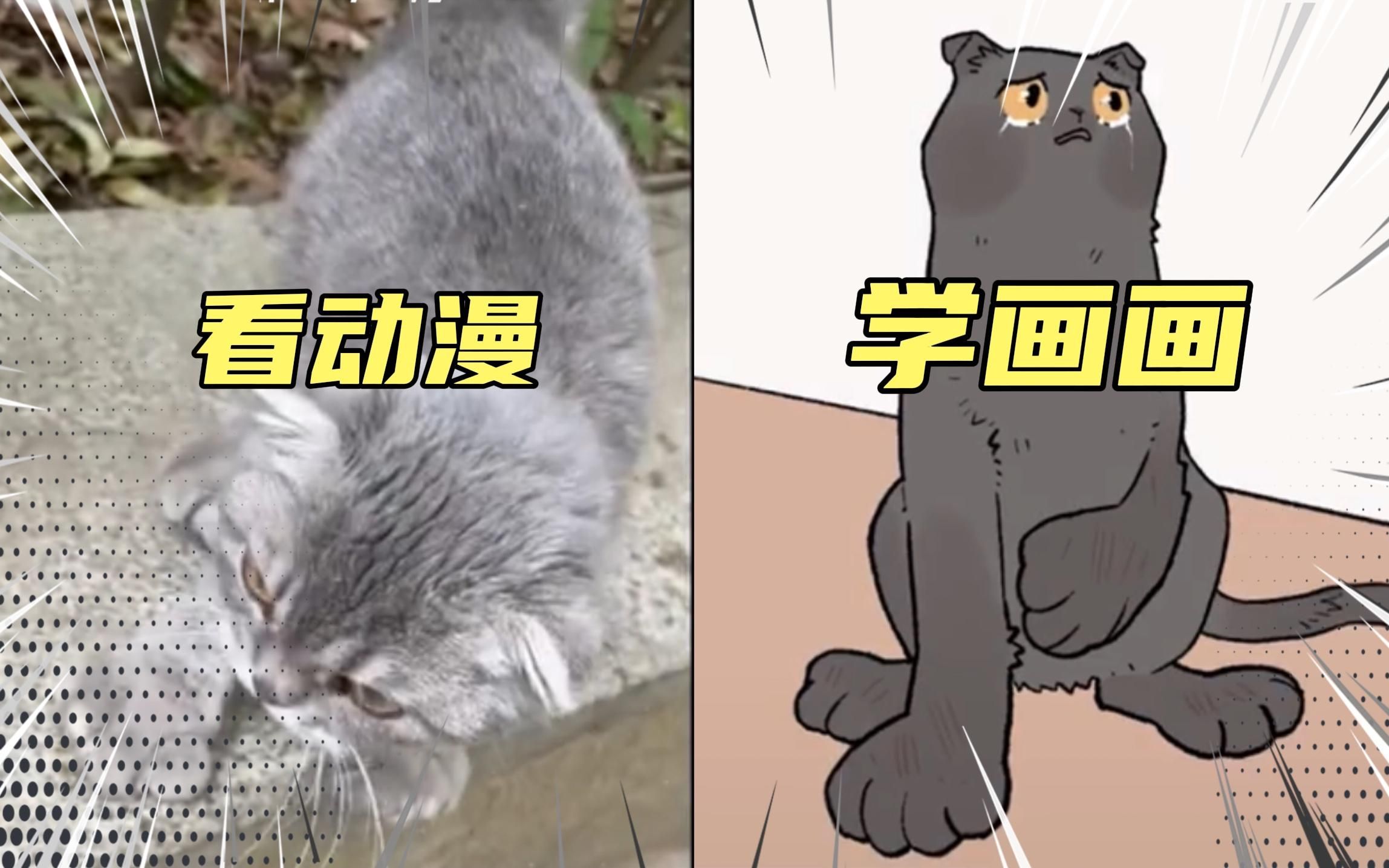 折耳猫:是不是从我的出身一开始就是错误哔哩哔哩bilibili