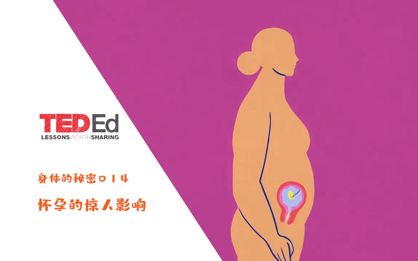 [图]【中英双语】【TED-Ed身体的秘密】014怀孕的惊人影响