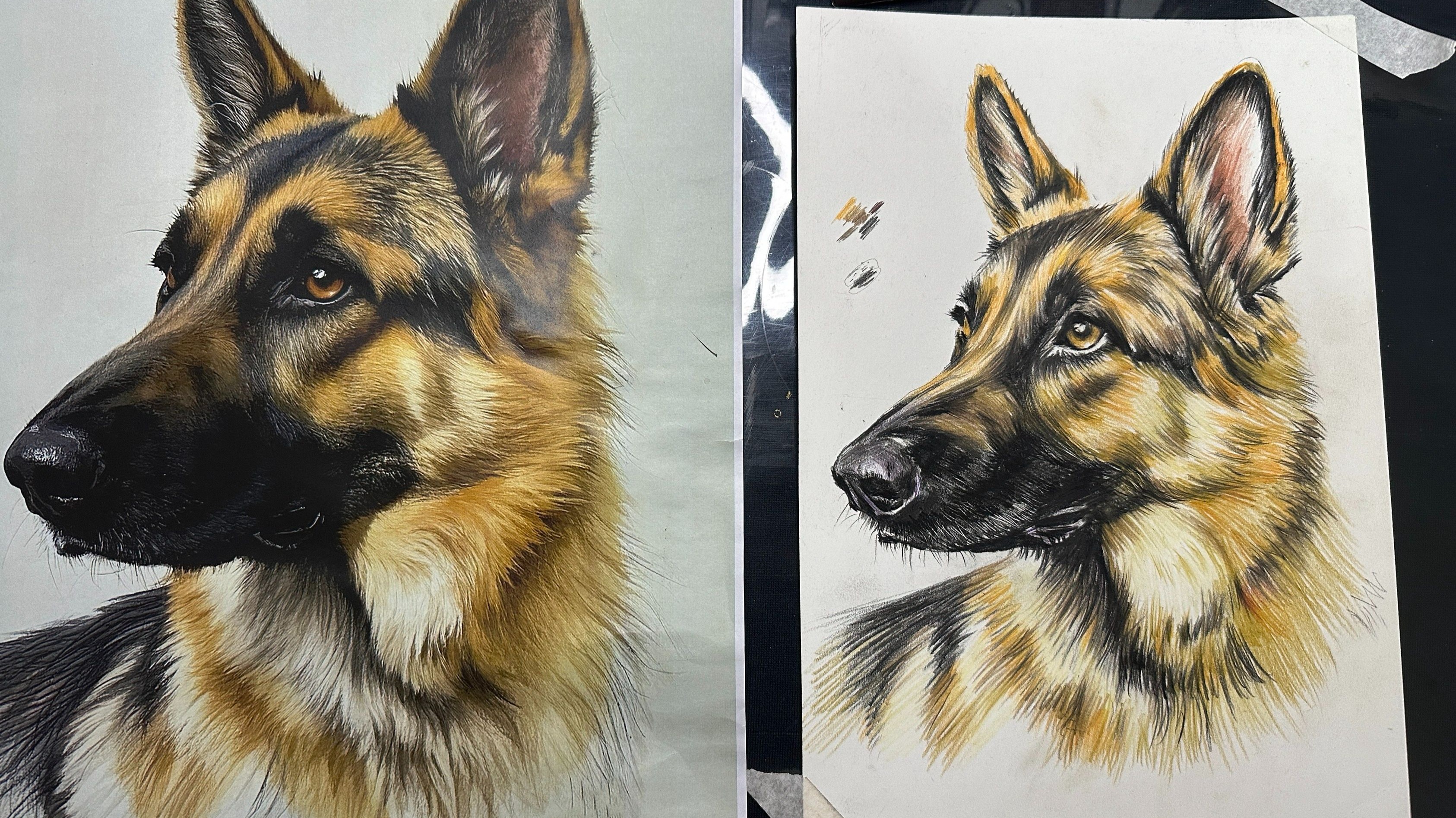 彩铅德牧2(报名赠送材料)