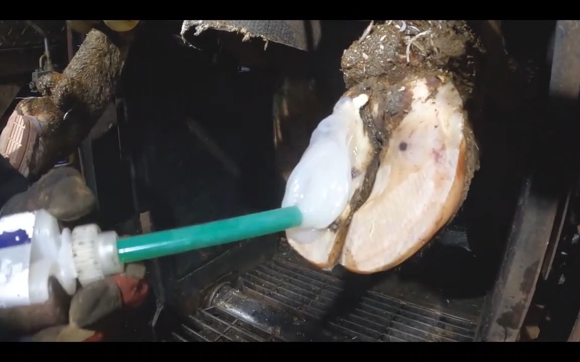 【修牛蹄】奶牛蹄子上的剥裂伤口!太痛了!