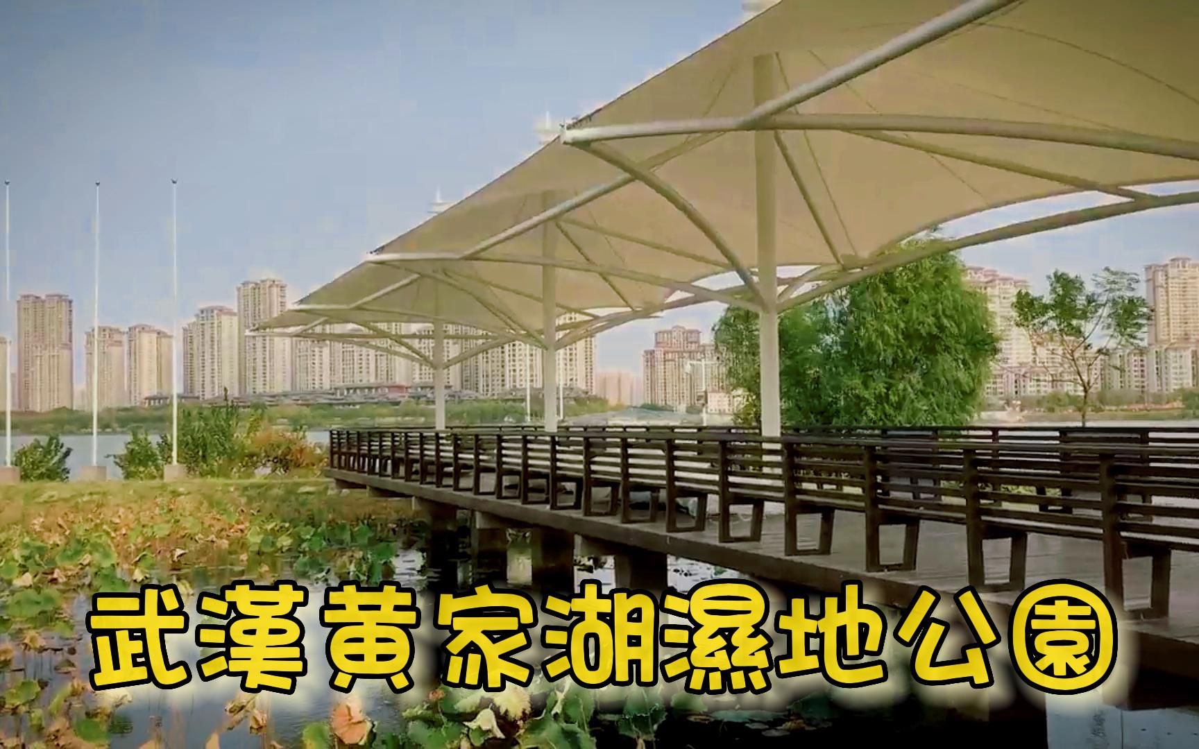 这里是武汉黄家湖湿地公园,湖水和柳叶随着秋风,翩翩起舞