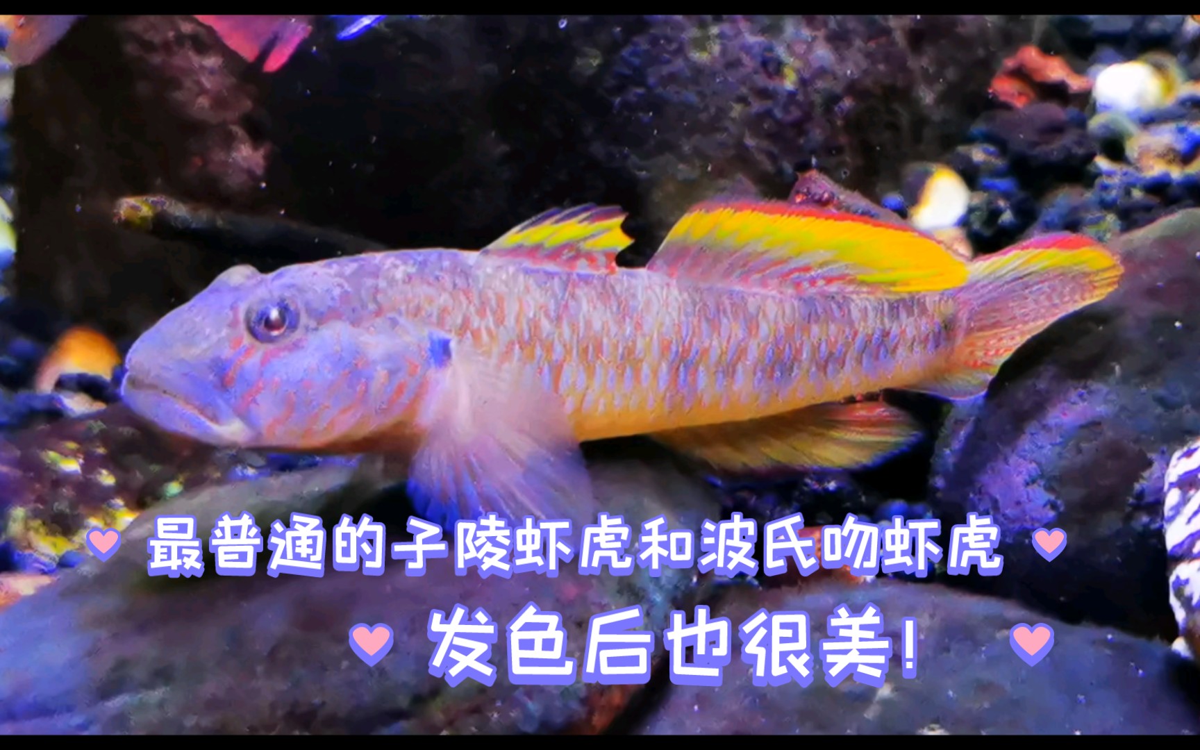 虾虎:一种可爱的小鱼生物,发色的的原生鱼,子陵吻虾虎,波氏吻虾虎