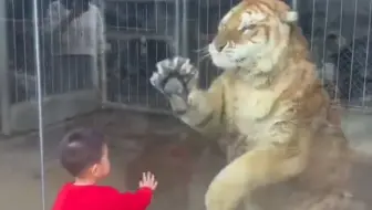 把老虎弄疯只需一个人类幼崽，小男孩和老虎隔着玻璃打起来