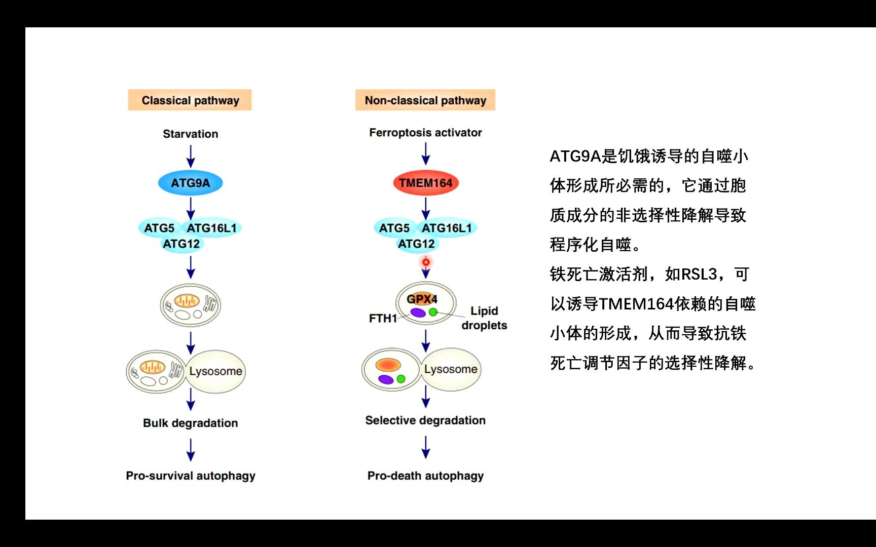 文献汇报铁死亡与自噬哔哩哔哩bilibili