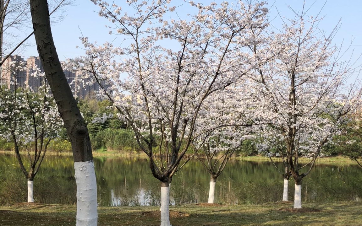 旗山鼓山图片