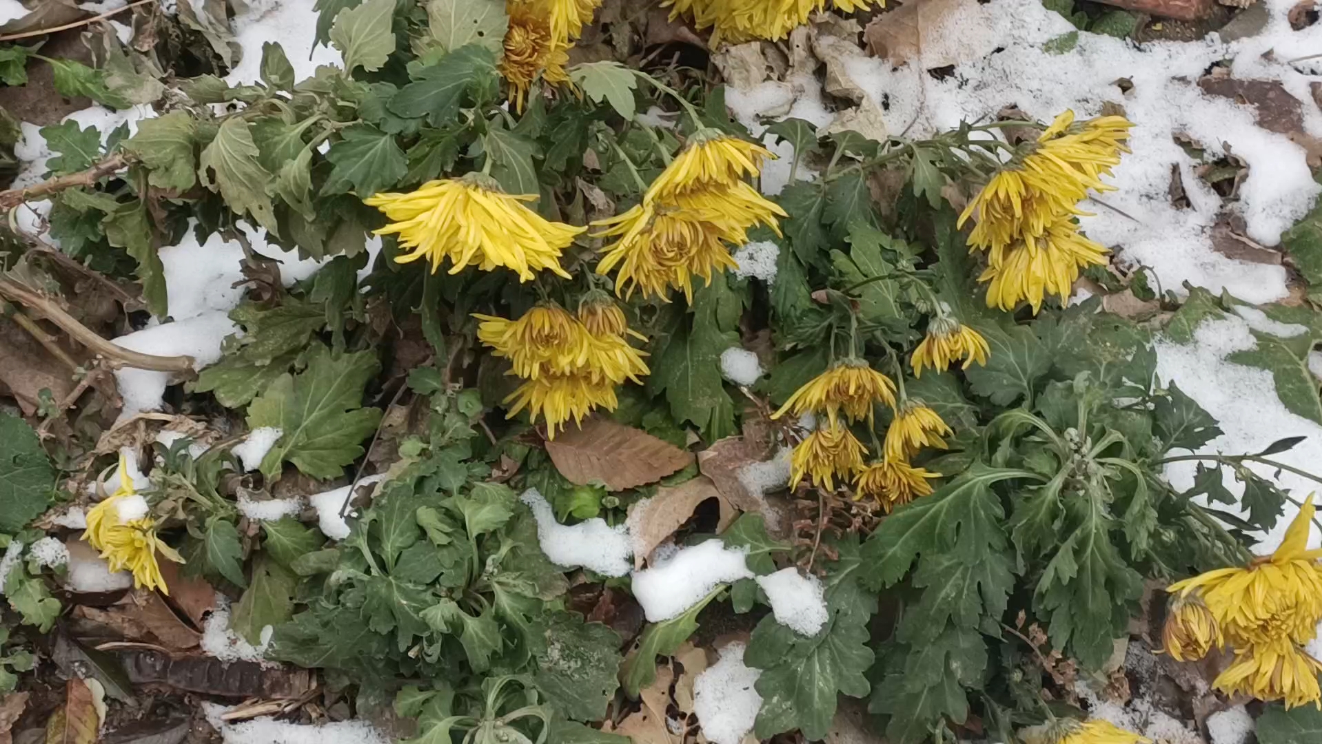 发现一段冬天雪中的菊花