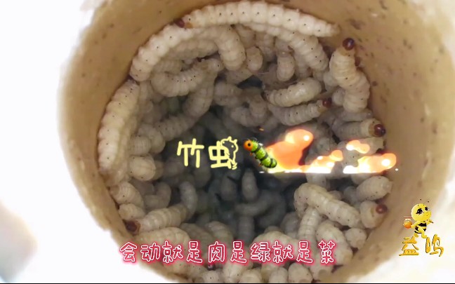 竹虫,云南农村餐桌上的美食,你吃过吗?哔哩哔哩bilibili