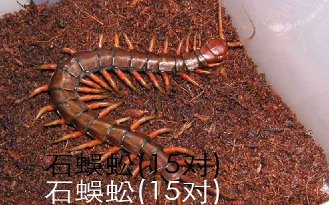 十大脚最多的动物