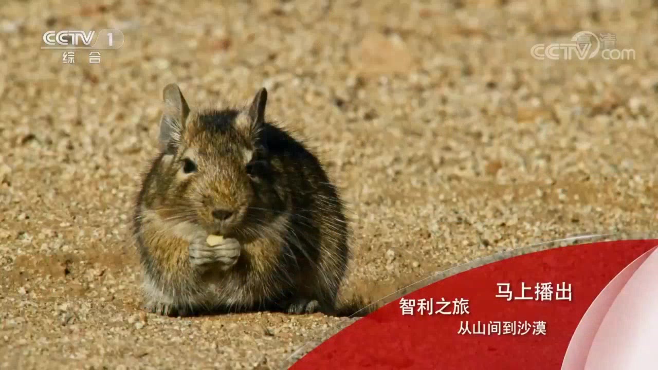 [图]人与自然智利之旅从山间到沙漠1