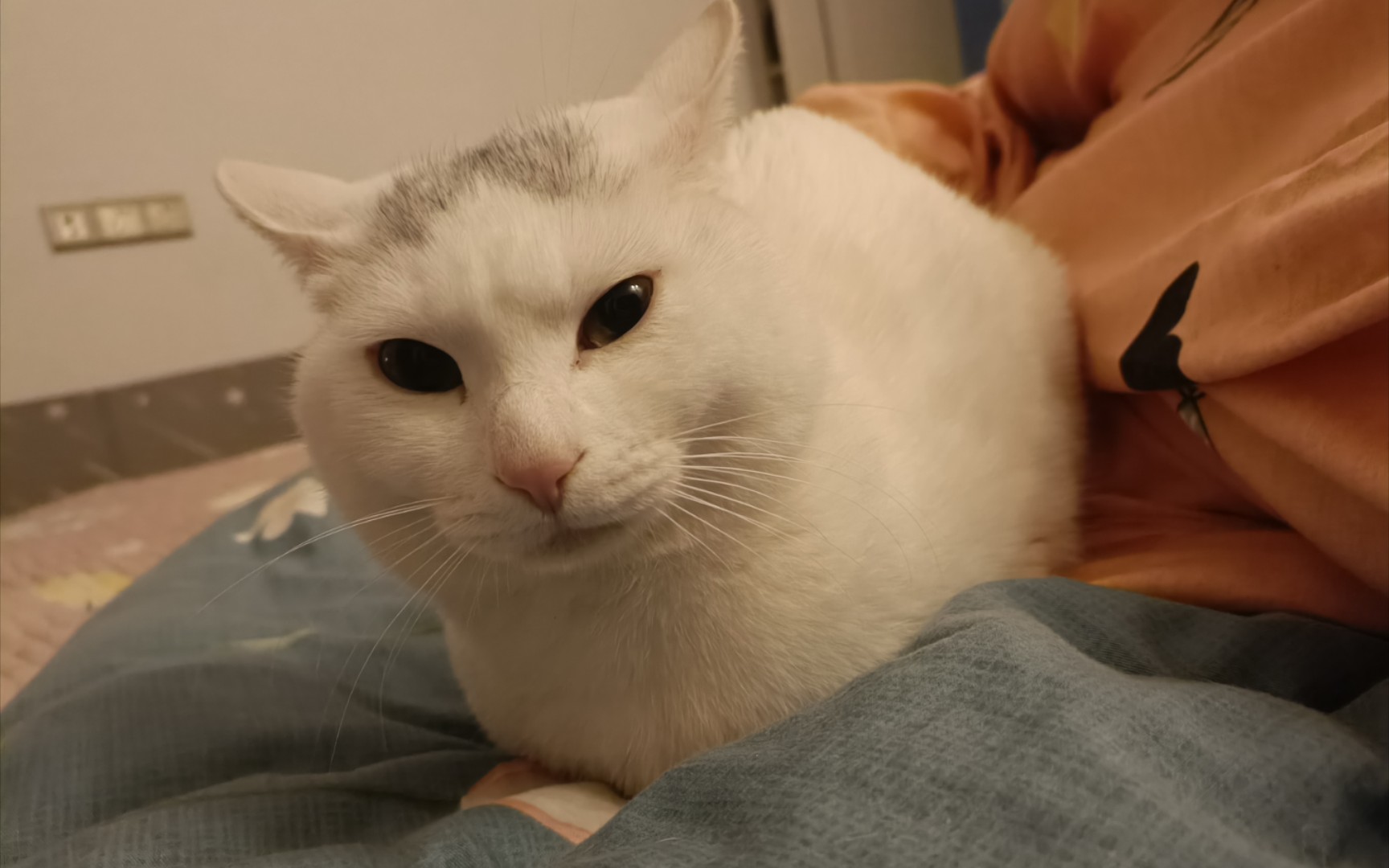 猫咪揣手手真的好可爱啊_哔哩哔哩_bilibili