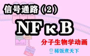 下载视频: 【分子生物学动画】TNFα/NFκB经典通路 信号通路（2）