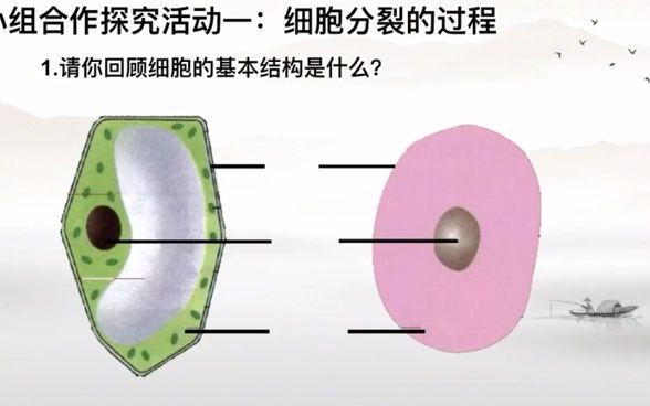 细胞分裂的概念及过程哔哩哔哩bilibili