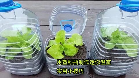 自制小温室 暖棚 废物利用 旧物改造 育苗神器 简单快速diy Greenhouse 哔哩哔哩