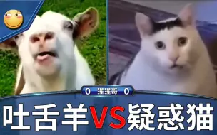 Descargar video: 羊 猫 之 战