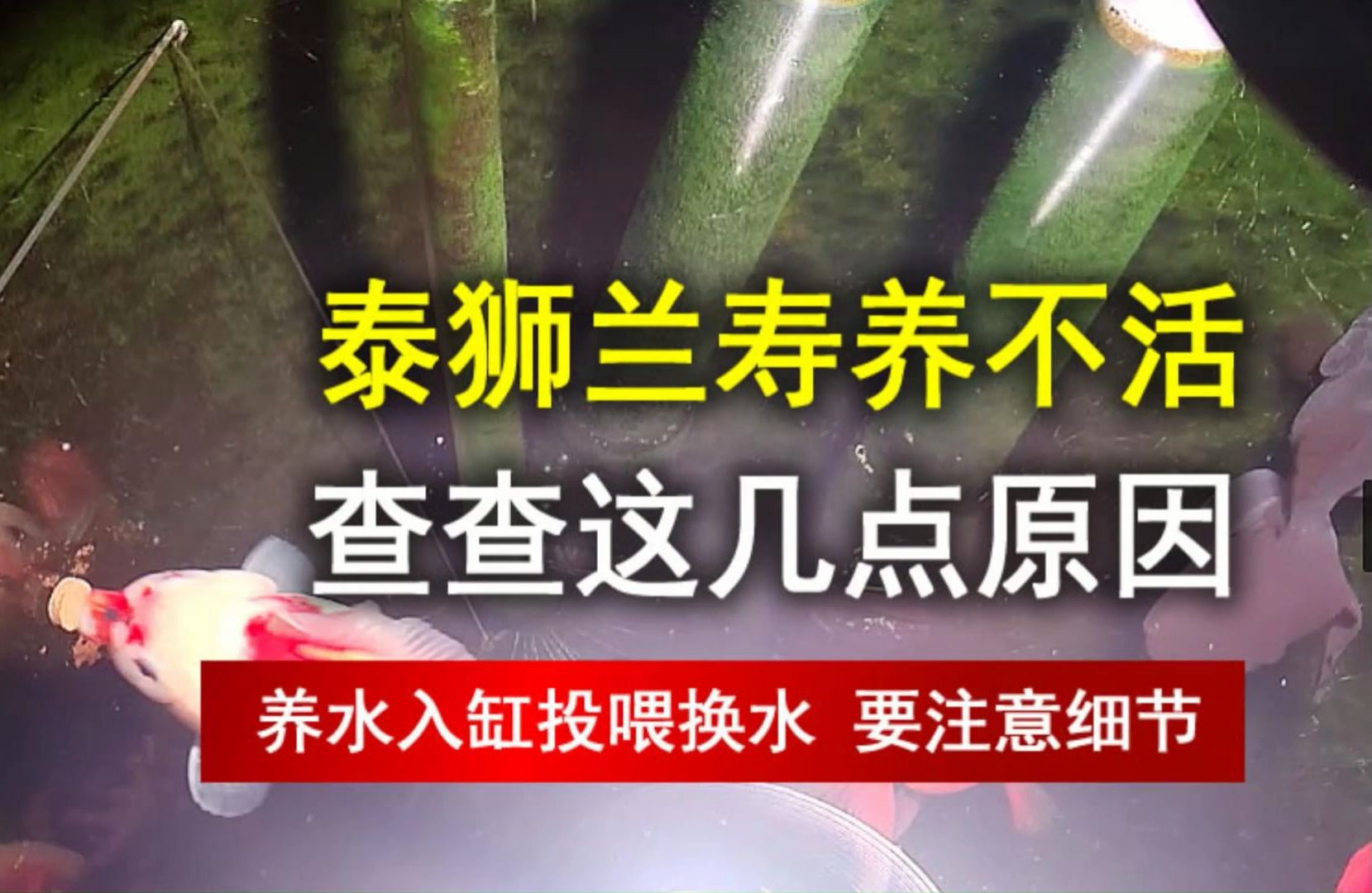 泰狮兰寿养不活,查查这几点原因,尤其是水质很重要哔哩哔哩bilibili