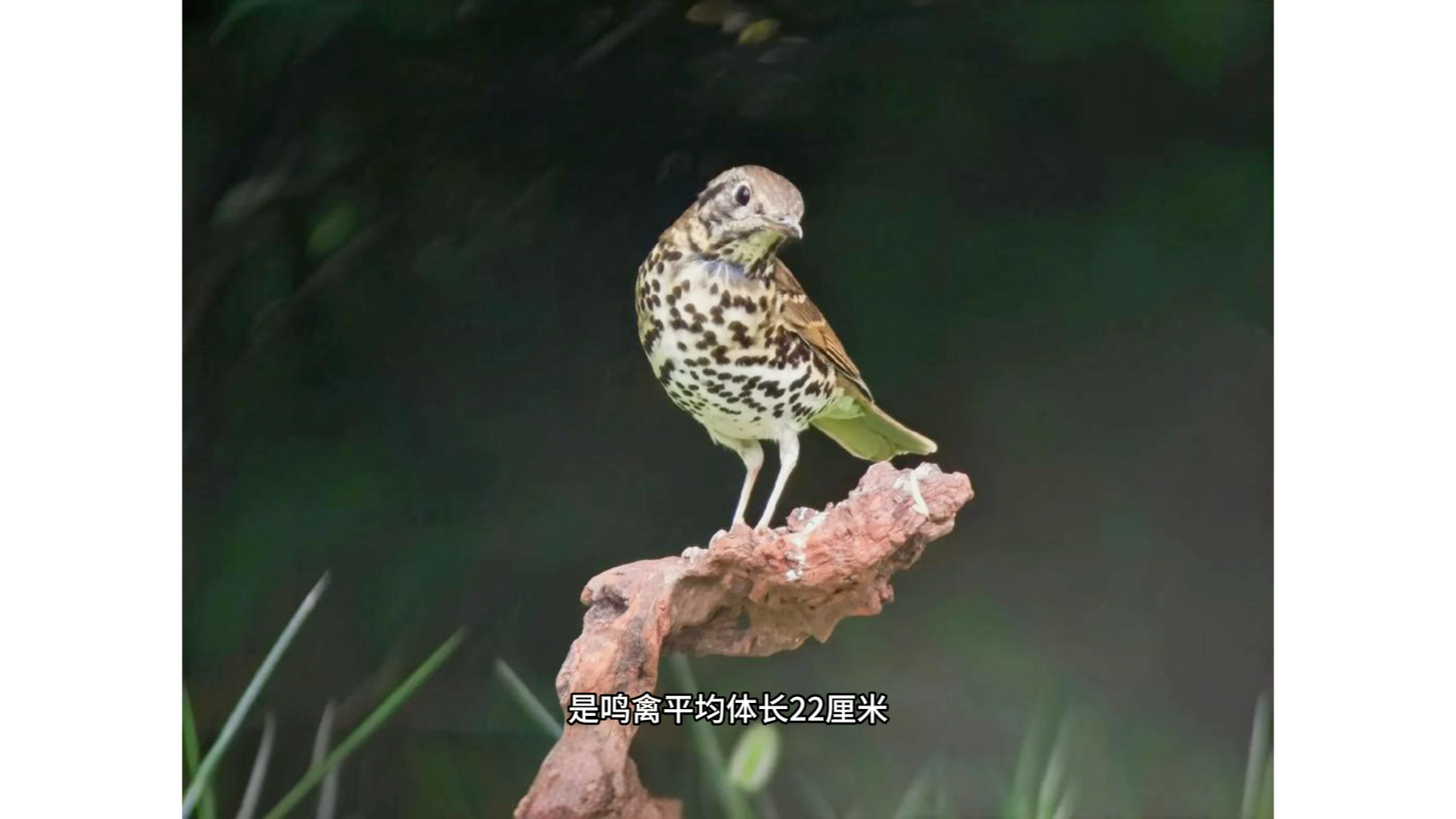 介绍宝兴歌鸫