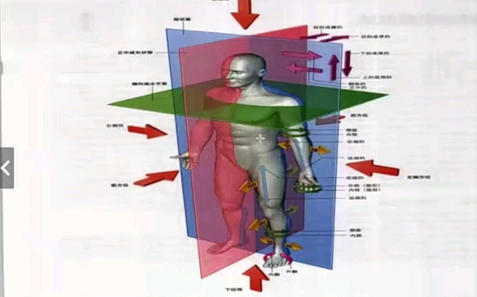 医学技术~解剖~人体的标准解剖学姿势哔哩哔哩bilibili