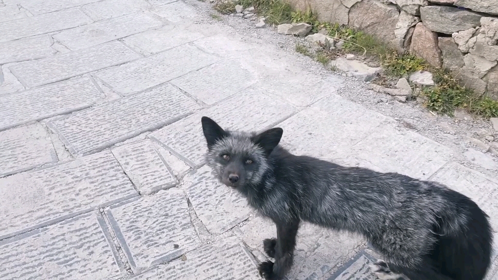 登五台山遇黑狐_哔哩哔哩_bilibili