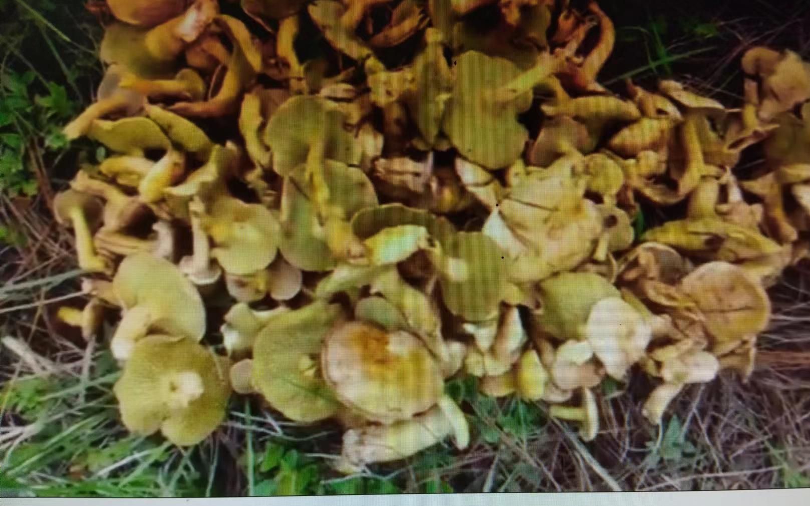 今年雨量太充足,云南大山里的麻布菌太出了,倔哥捡了大半袋子!