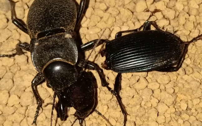 锥布甲猎杀大型青步甲