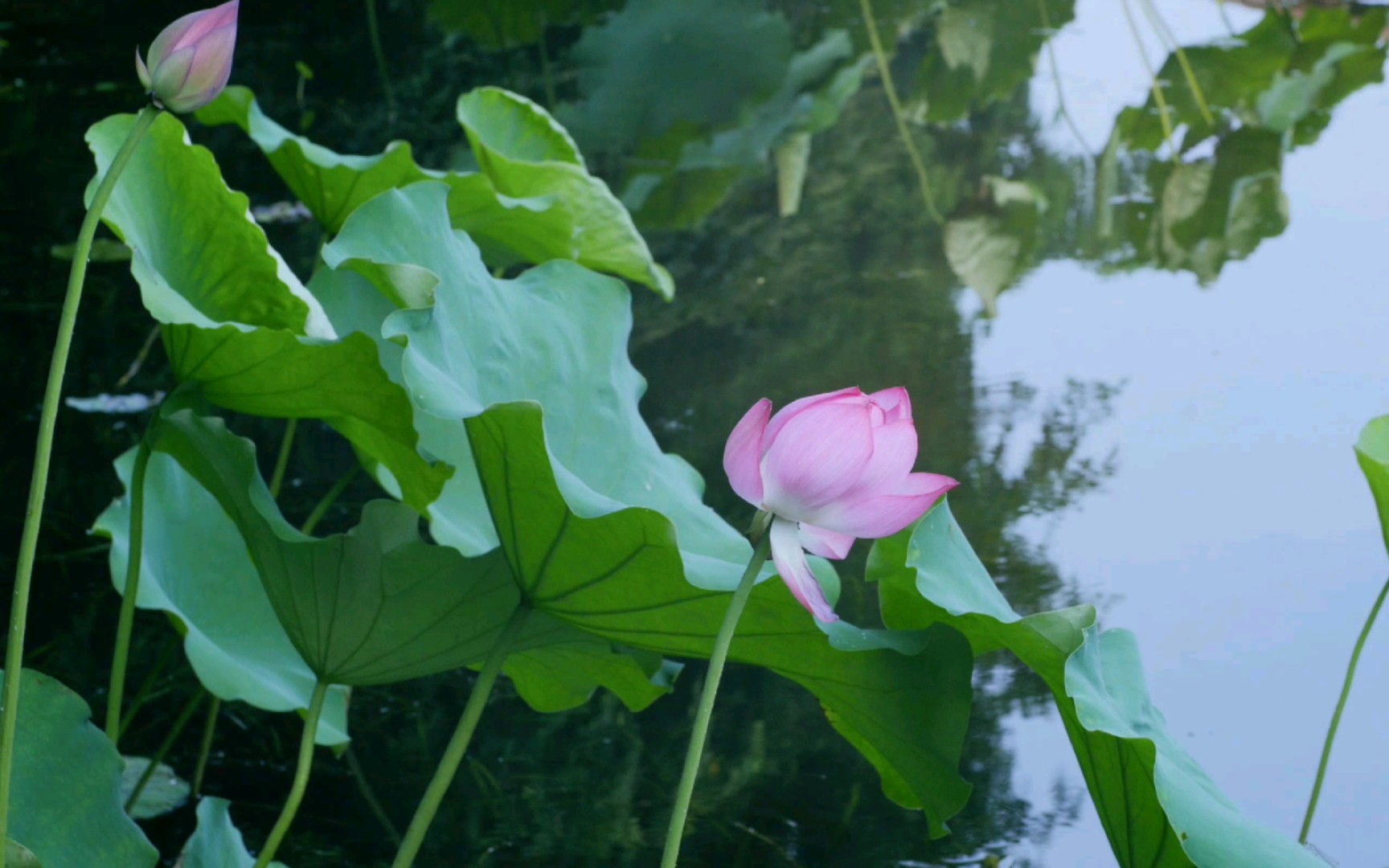 4k|荷花 荷池成盖闲相倚,熏风微度到丹楼