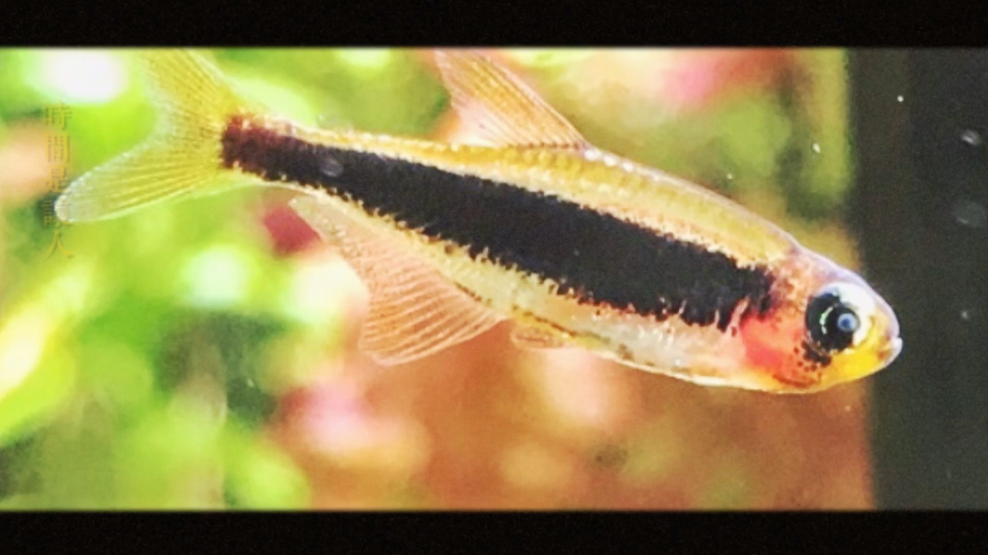 2020,养鱼回忆-南美灯鱼之王图卡诺火灵灯