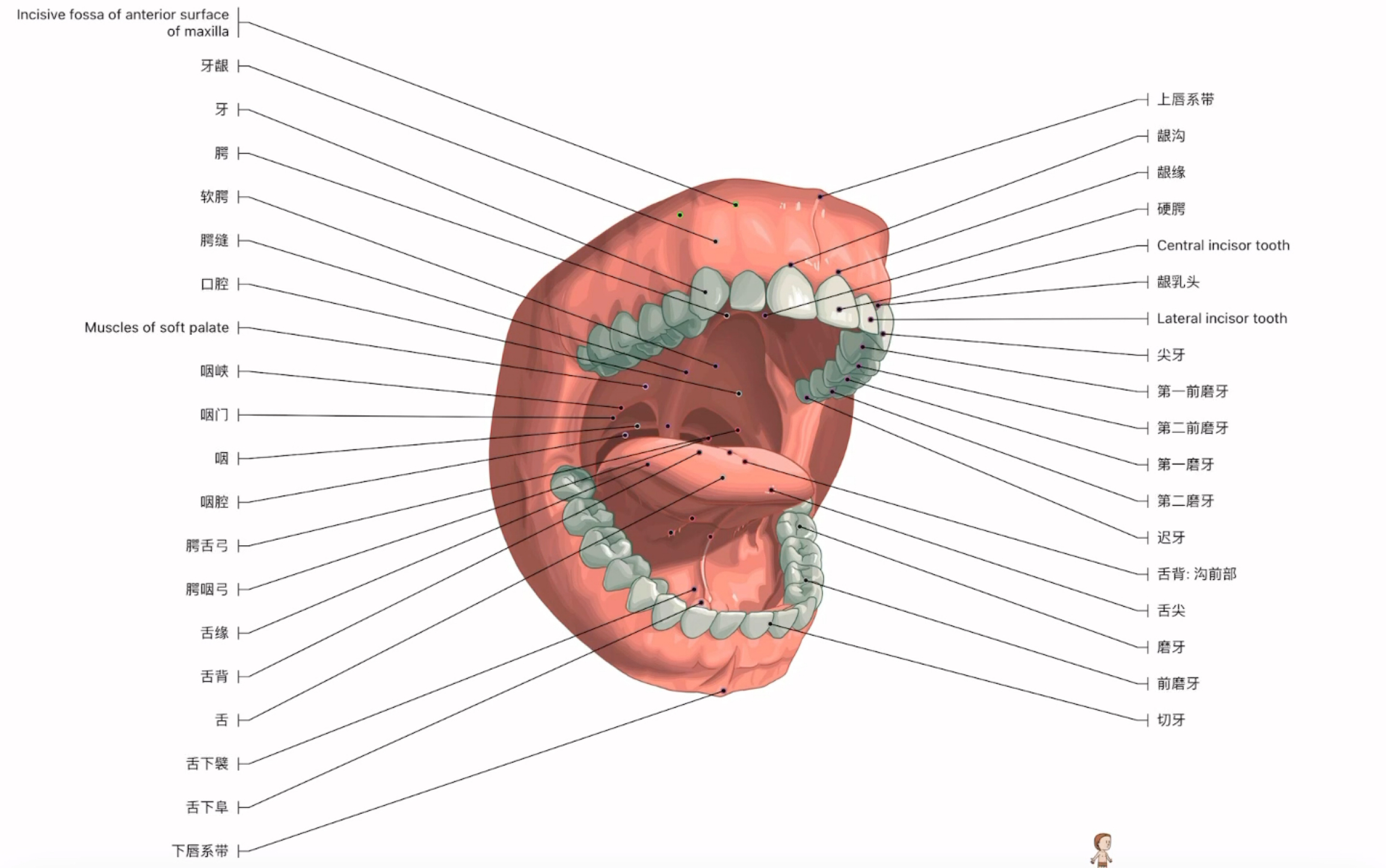 [图]e-anatomy中文版影像解剖图谱，口腔解剖