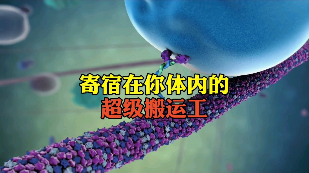 寄宿在你体内的超级搬运工驱动蛋白