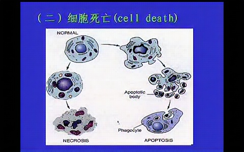 [图]病理学  中山大学