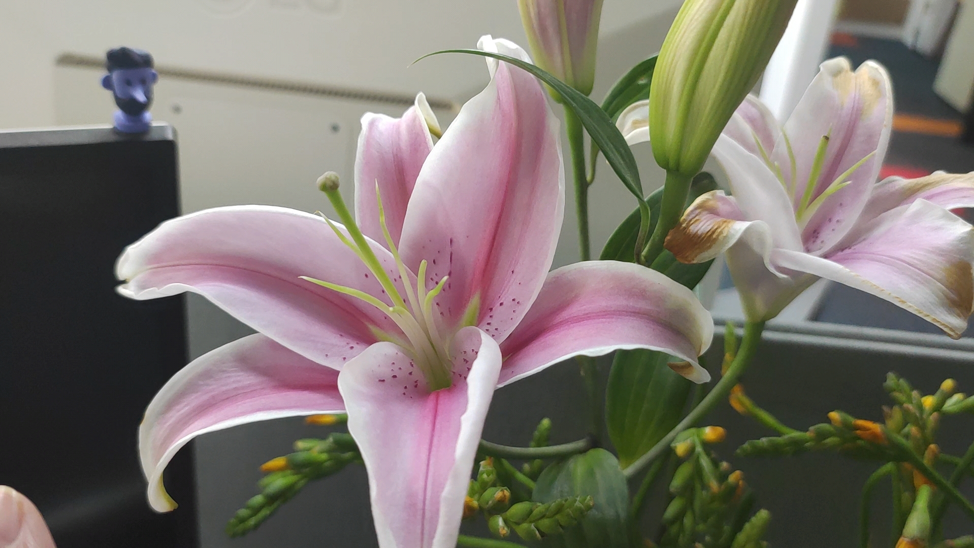 枣枣 | 一枝多头百合又叫怎么样都是美的