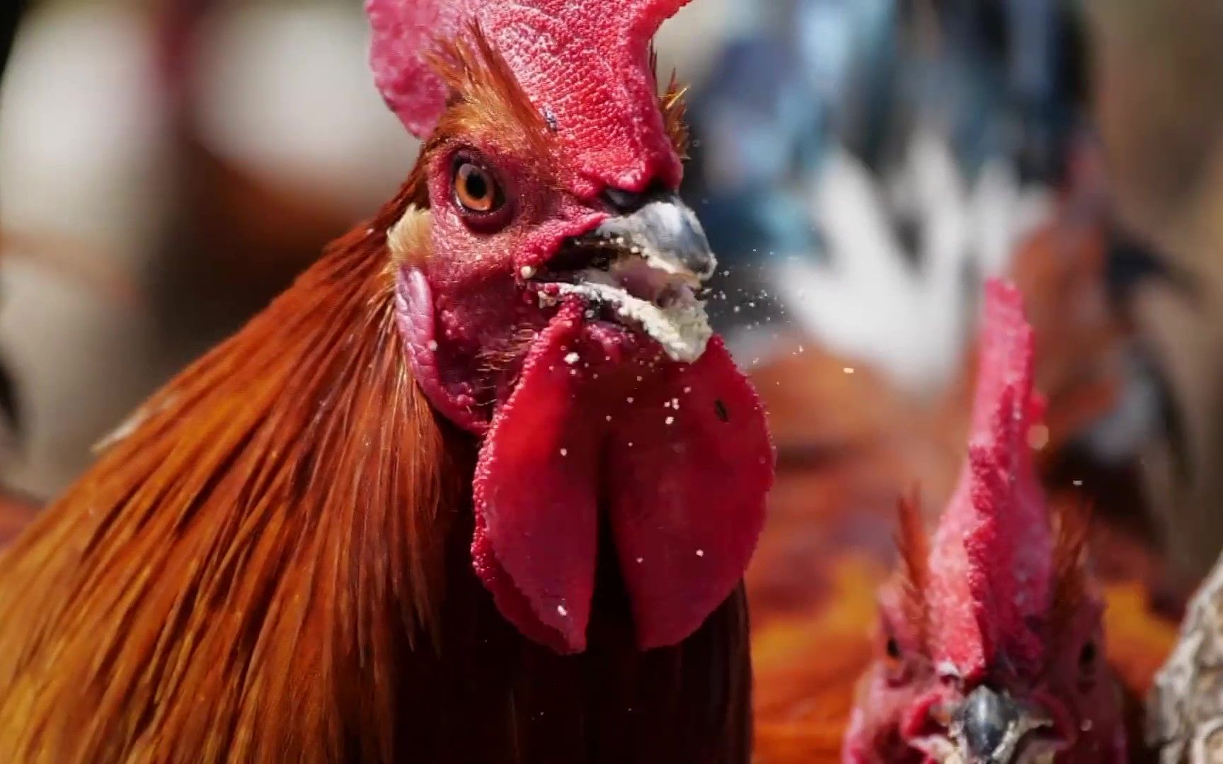 【科技苑】飞崖 爬梯 练出健美贵妃鸡