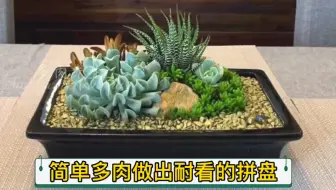 仙人掌如何繁殖 你养过哪些品种的仙人掌科多肉植物 用过什么繁殖方法 哔哩哔哩 Bilibili