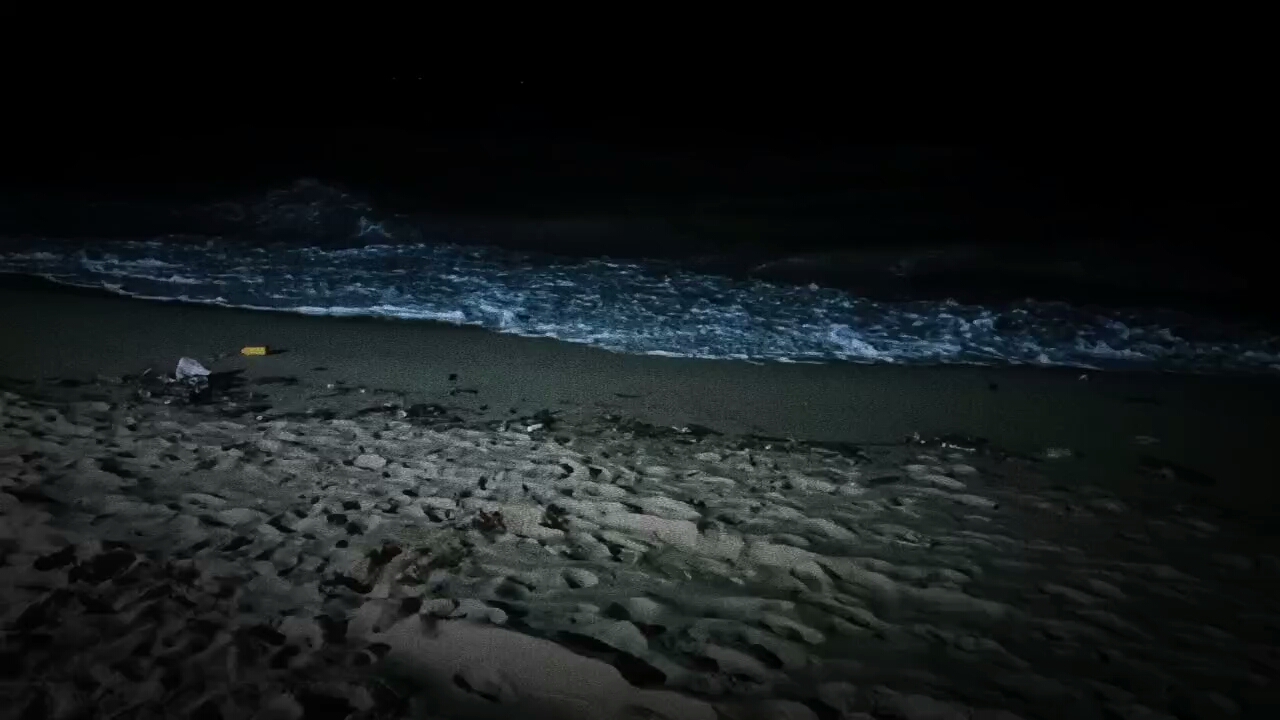 "在你指尖弹奏的旋律是来自大海的悲鸣"