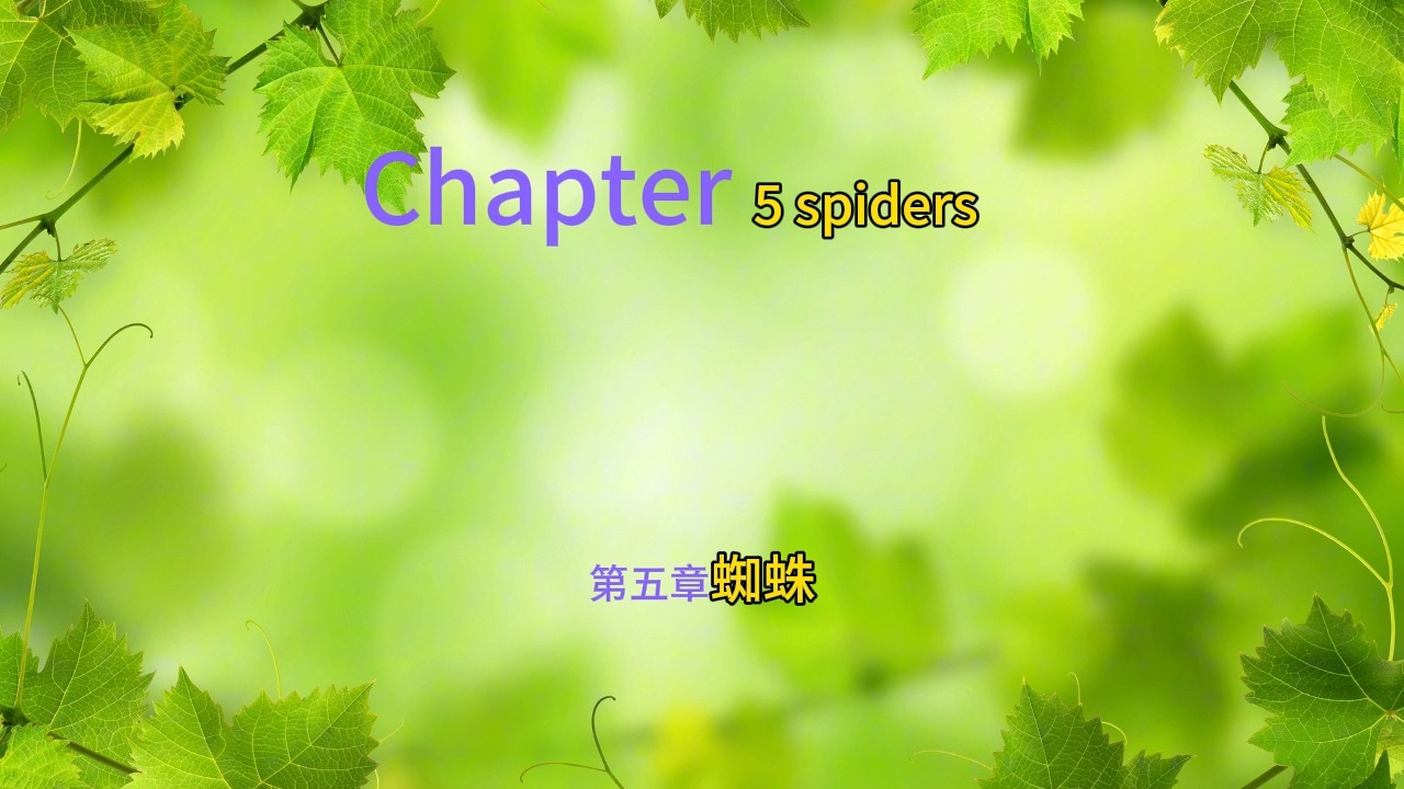 amazing insects and spider builders