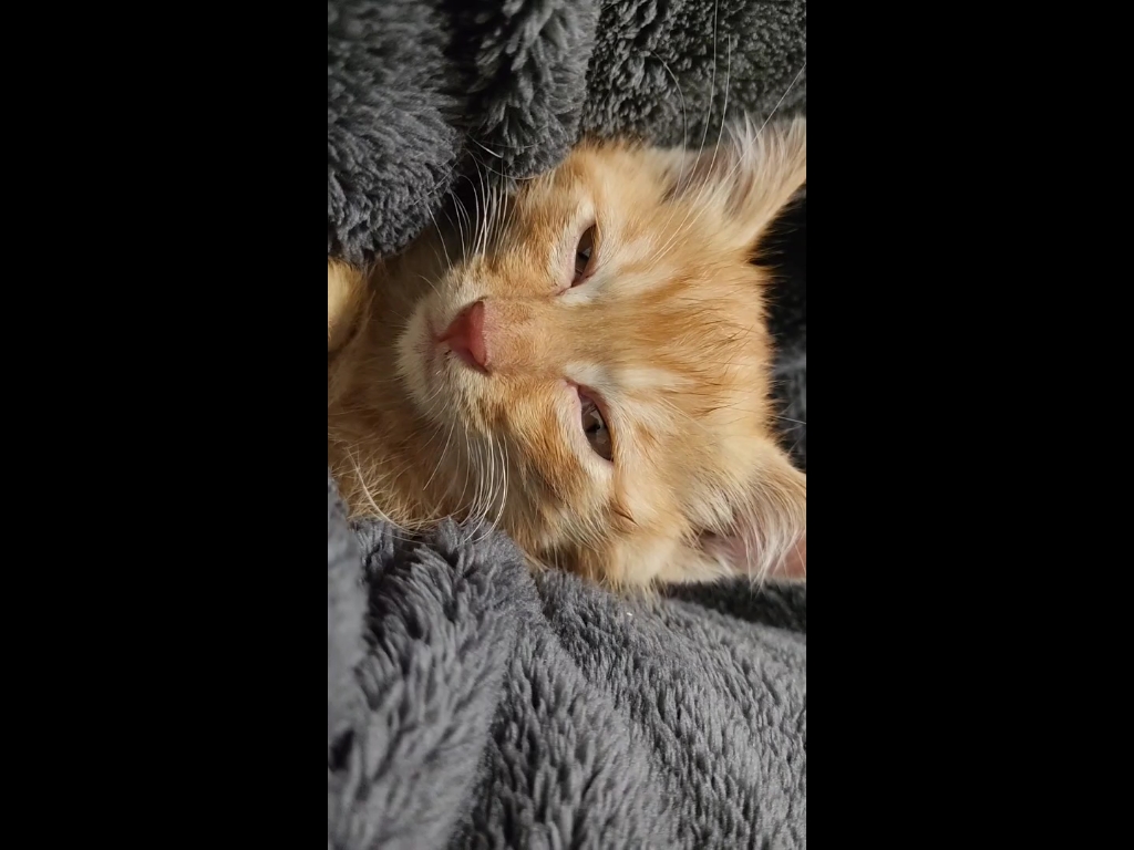 小橘猫一秒入睡困的睁不开眼,本座只想睡觉!